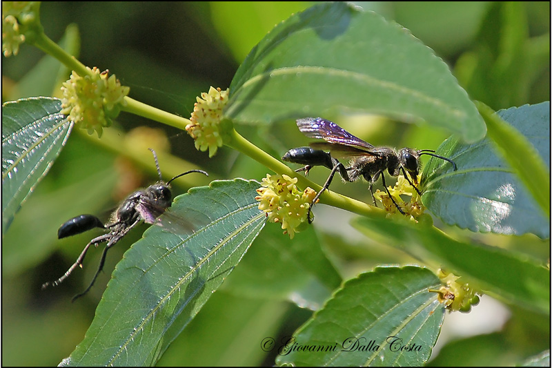 Isodontia mexicana (Sphecidae)